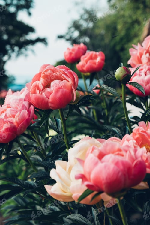 Preview: Peonies in the garden.