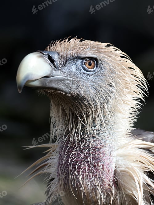 Preview: The Eurasian griffon vulture in closeup view, Gyps fulvus