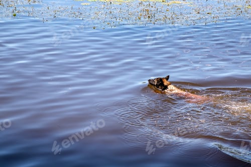 Preview: swimming dog