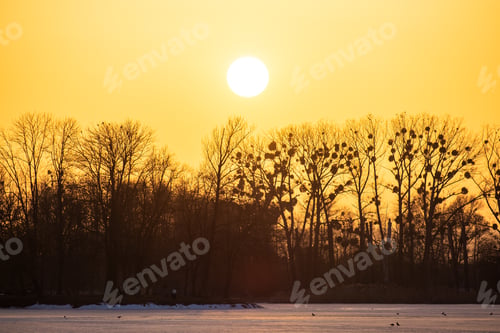 Preview: Bright yellow setting sun behind black bate trees