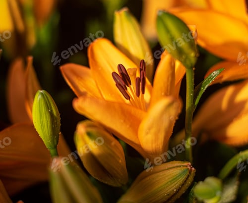 Preview: Closeup of gorgeous flowers in the Wuhan Botanical Garden under bright sunlight