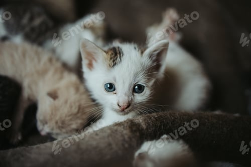 Preview: Closeup shot of a cute white kitten with blue eyes
