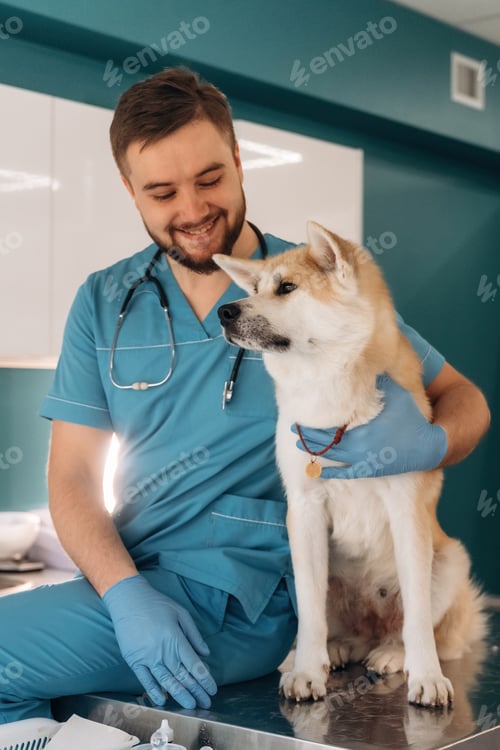 Preview: Sitting and smiling. Male veterinarian is with Akita Inu dog in clinic