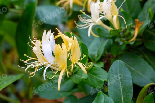 Preview: Lonicera japonica (Japanese Honeysuckle) flowering in summer