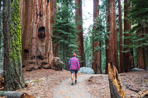 Preview: Sequoia