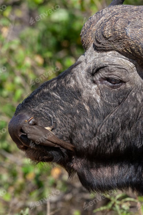 Preview: A red-billed oxpecker (Buphagus erythrorhynchus) feeding on a Buffalo (Syncerus caffer) in the