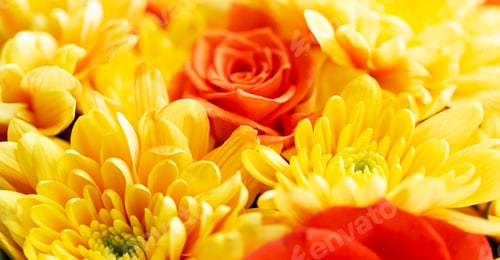 Preview: A yellow chrysanthemum flower with airy and delicate petals and red roses. Macro.s.