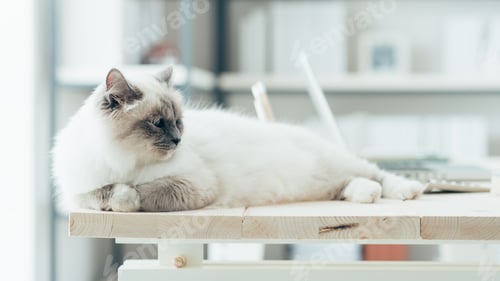 Preview: Lovely cat on the desktop