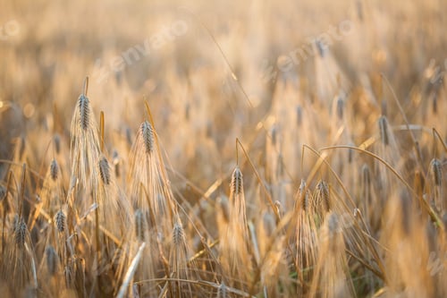 Preview: field of cereals of wheat or rye. ripe wheat close up. farming and agriculture.