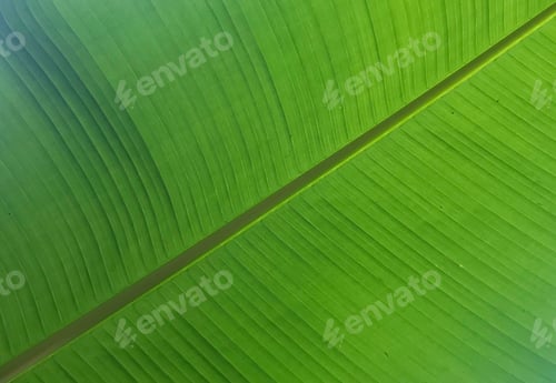 Preview: Green natural background Made by banano leave