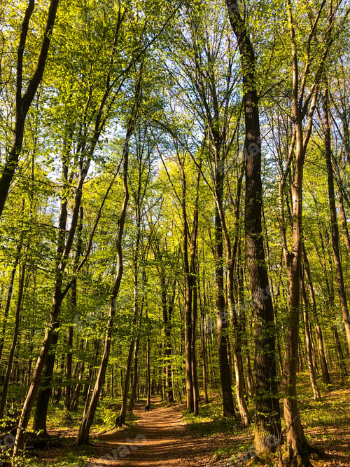 Preview: Forest