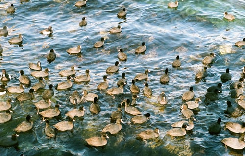 Preview: Birds swim in the sea