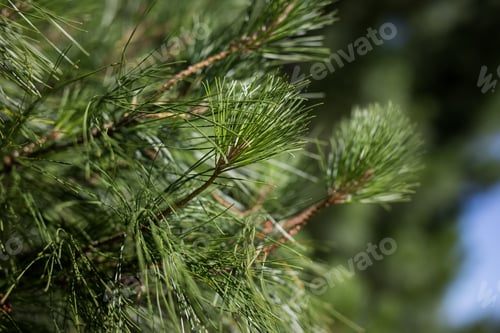 Preview: Pine tree