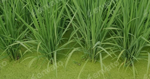 Preview: Green rice on the field