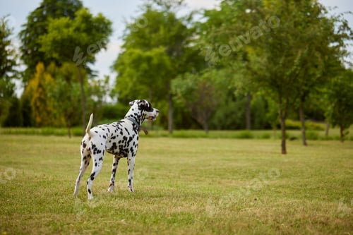 Preview: portrait of a Dalmatian dog in the park on a sunny day. dog care concept