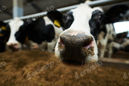 Preview: Selective focus on nose of black-and-white purebred dairy cow