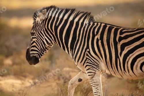 Preview: Zebra in nature reserve, Touws River, Western Cape, South Africa