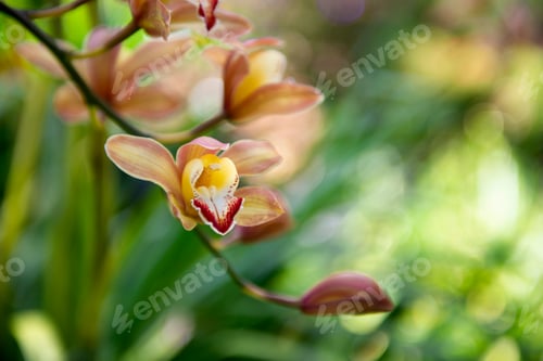 Preview: Close-up Orchid in the garden