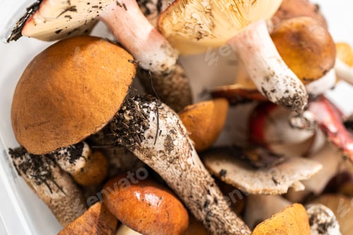 Preview: Wild mushrooms