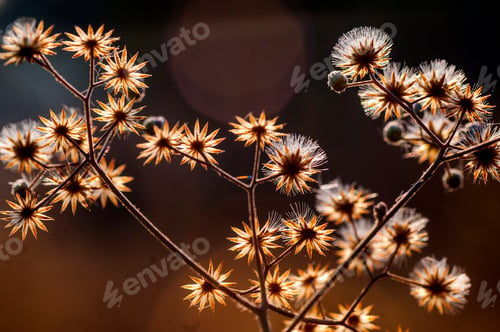 Preview: Close up grass flower, Nature background in the morning