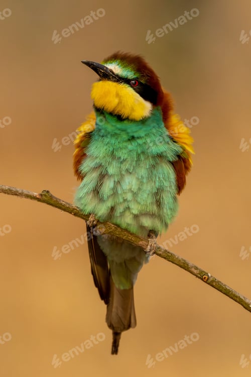Preview: Vibrant European bee-eater perched atop a brown branch