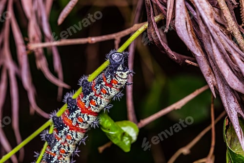 Preview: Kenya Small Insects Macro Animals Fauna Plants Flowers Vegatations Field