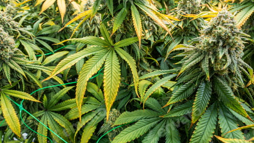 Preview: Flowers from an indoor cannabis grow