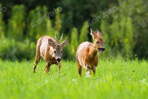 Preview: Pair of roe deer buck and doe walking together during summer rutting season