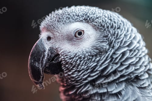 Preview: close up view of vivid grey parrot looking at camera