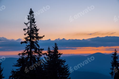 Preview: Silhouettes of fir trees in the mountainous valley of the Rhodope