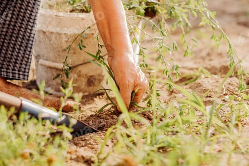 Preview: Farmer rocking weeds from lawn on backyard of countryside house. Organic gardening full of care