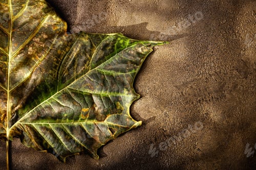 Preview: Dried leaf and artistic background textures with tree shadows