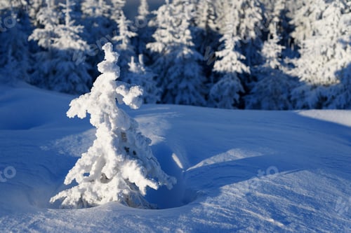 Preview: Little spruce covered with hoarfrost