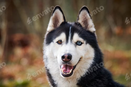 Preview: Siberian Husky dog portrait with blue eyes and gray coat color, cute sled dog breed