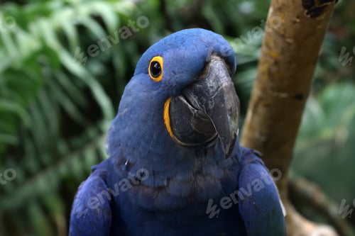 Preview: The hyacinth macaw (Anodorhynchus hyacinthinus), or hyacinthine macaw