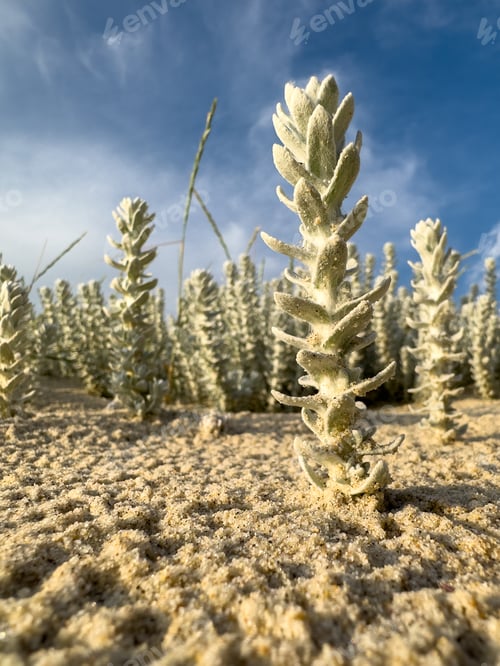 Preview: Winterfat bush