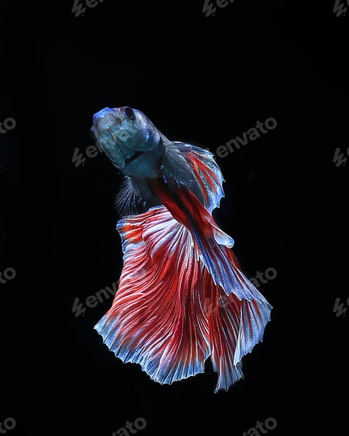 Preview: Betta fish