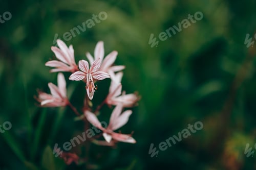 Preview: Dictamnus albus - bush of Moses, the burning bush. selected focus, pink flower nature