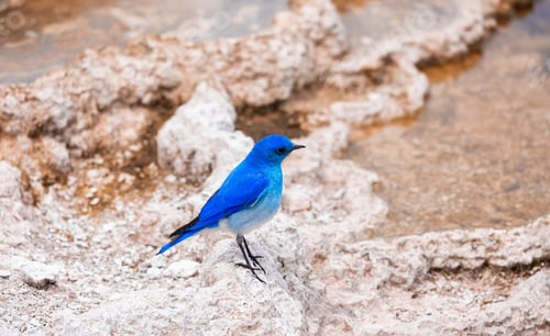 Preview: Small Colorful Bird at Hot Spring Landscape with unique ground formation.