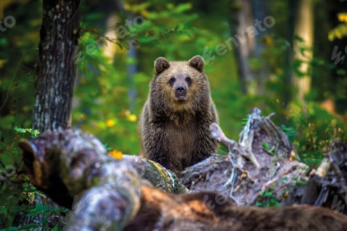 Preview: Brown bear on branch in summer forest. Animal in nature habitat. Wildlife scene