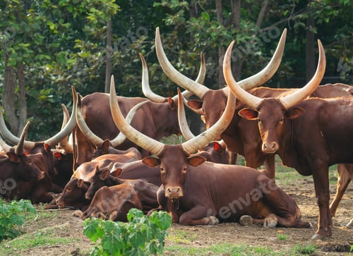 Preview: herd of ankole watusi cattle in zoo