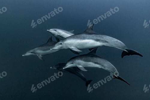 Preview: Pod of Common Dolphins hunting, Port St. Johns, South Africa