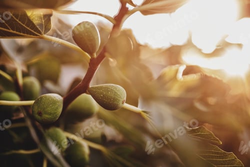 Preview: fig fruit harvest
