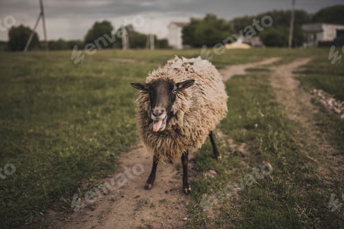 Preview: a sheep shows tongue on a green lawn