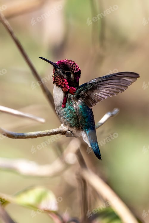Preview: Bee hummingbird, zunzuncito or Helena hummingbird is a species of hummingbird