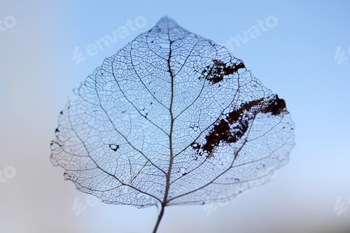 Preview: Macro shot of leaf vein skeleton. Abstract texture background.