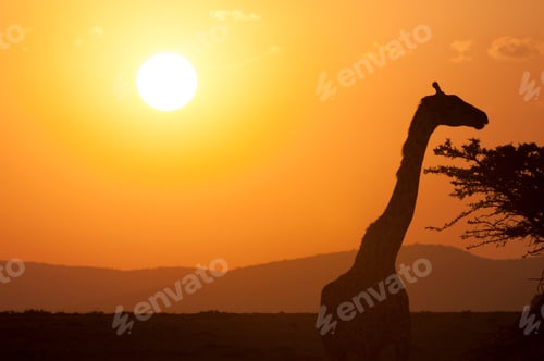 Preview: A majestic giraffe stands against the backdrop of a stunning sunset on the savanna.