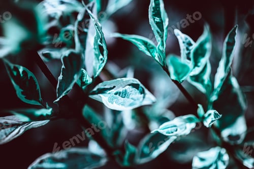 Preview: Green plant botanical natural background