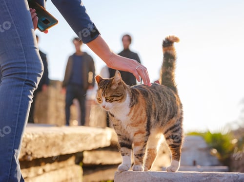 Preview: cats of Turkey, small resort town of Side with ancient Greek ruins