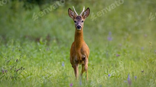Preview: Alert roe deer looking to the camera and walking forward on meadow